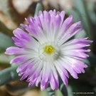 Top-Quality RARE EBRACTEOLA FULLERI | living stone mesembs rock ice plant seed 15 SEEDS Top-Quality RARE EBRACTEOLA FULLERI | living stone mesembs rock ice plant seed 15 SEEDS