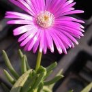 Best-Selling Cephalophyllum pulchrum, rare mesembs exotic living stones rock seed 100 SEEDS Best-Selling Cephalophyllum pulchrum, rare mesembs exotic living stones rock seed 100 SEEDS