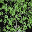 Exclusive Testudinaria Elephantipes, dioscorea plant elephant foot yam Caudiciform 5 seeds Exclusive Testudinaria Elephantipes, dioscorea plant elephant foot yam Caudiciform 5 seeds