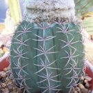Best-Selling Melocactus Levitestatus exotic cacti rare succulent cactus aloe plant50 SEEDS Best-Selling Melocactus Levitestatus exotic cacti rare succulent cactus aloe plant50 SEEDS