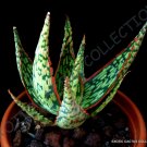 New Arrival RARE ALOE PEPPERMINT | agave healing medicinal succulent plant seed 10 SEEDS
