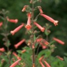 Exclusive SINNINGIA HYBRID red flowers | succulent seed 20 SEEDS Exclusive SINNINGIA HYBRID red flowers | succulent seed 20 SEEDS