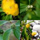 Premium MORINDA ROYOC, rare Mouse's pineapple vine wild noni MEDICINAL herb seed 5 seeds