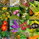New Arrival BUTTERFLY GARDEN MIX attract BUTTERFLIES wild flower garden plant seed 500 seeds New Arrival BUTTERFLY GARDEN MIX attract BUTTERFLIES wild flower garden plant seed 500 seeds