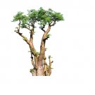 Exclusive BONSAI Moringa oleifera rare flowering drumstick tree exotic plant seed 10 seeds Exclusive BONSAI Moringa oleifera rare flowering drumstick tree exotic plant seed 10 seeds