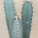 Limited Edition CEREUS VALIDUS, grafting stock grafted cacti night flower cactus seed 100 SEEDS