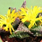Best-Selling Faucaria Tuberculosa exotic ice plant rare succulent living rock seed 100 SEEDS Best-Selling Faucaria Tuberculosa exotic ice plant rare succulent living rock seed 100 SEEDS