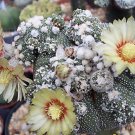Best-Selling Astrophytum asterias KABUTO montrose rare japan cultivar cactus seed 20 SEEDS Best-Selling Astrophytum asterias KABUTO montrose rare japan cultivar cactus seed 20 SEEDS