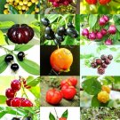 Premium CHERRIES MIX, rare wild CHERRY exotic edible fruit jam jelly sweet seed 15 seeds