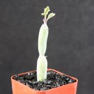 New Arrival Senecio articulatus, rare hanging basquet bonsai succulent plant cactus cacti 2"" New Arrival Senecio articulatus, rare hanging basquet bonsai succulent plant cactus cacti 2""