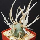Exclusive Tephrocactus Articulatus exotic rare cacti paper spines succulent cactus plant 2 Exclusive Tephrocactus Articulatus exotic rare cacti paper spines succulent cactus plant 2