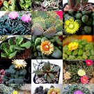 Premium EXOTIC ALOINOPSIS MIX rare flowering succulent mesemb living stone seed 20 SEEDS Premium EXOTIC ALOINOPSIS MIX rare flowering succulent mesemb living stone seed 20 SEEDS