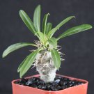 Exclusive Pachypodium lamerei rare madagascar palm plant cactus cacti caudex bonsai 2"" pot Exclusive Pachypodium lamerei rare madagascar palm plant cactus cacti caudex bonsai 2"" pot