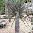 Limited Edition RARE - PACHYPODIUM GEAYI madagascar tree palm succulent cacti cactus 5 seeds Limited Edition RARE - PACHYPODIUM GEAYI madagascar tree palm succulent cacti cactus 5 seeds