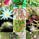 Premium RHIPSALIS MIX rare night blooming plant exotic cactus flower succulents 20 seeds