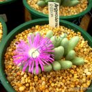 Top-Quality RARE ARGYRODERMA FISSUM | living stone succulent mesemb cactus seed - 20 SEEDS