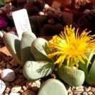 New Arrival RARE ARGYRODERMA CRATERIFORME | mesembs exotic succulent cactus stones 20 SEEDS