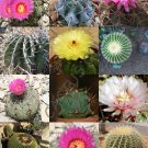 Best-Selling ECHINOCACTUS MIX variety exotic barrel cactus rare flowering cacti seed 15 SEEDS