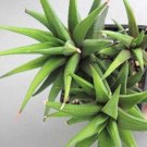 Limited Edition Haworthia Glabrata, rare miniature zebra plant succulent rock aloe seed 10 seeds