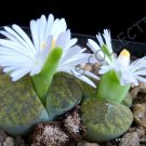 Best-Selling RARE LITHOPS LESLIEI V ALBINICA | living stone rock cactus cacti seed 100 SEEDS Best-Selling RARE LITHOPS LESLIEI V ALBINICA | living stone rock cactus cacti seed 100 SEEDS