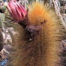 Exclusive Weberbauerocereus johnsonii | rare columnar cacti outdoor cactus seed 300 SEEDS