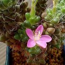 New Arrival Anacampseros filamentosa | rare color succulent cactus hanging seed 100 seeds New Arrival Anacampseros filamentosa | rare color succulent cactus hanging seed 100 seeds
