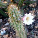 New Arrival RARE PILOSOCEREUS GOUNELLEI | exotic succulent cacti cactus plant seed 20 SEEDS