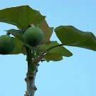 Limited Edition Jatropha curcas rare succulent plant biodiesel oil bonsai cactus seed 20 seeds