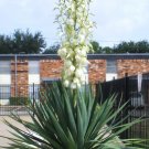Limited Edition RARE YUCCA GLAUCA | exotic soapweed desert grass agave garden aloe seed 15 SEEDS