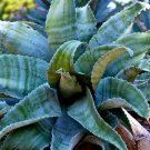 Top-Quality AGAVE MARMORATA, rare succulent MARBLED plant exotic garden seed 50 SEEDS Top-Quality AGAVE MARMORATA, rare succulent MARBLED plant exotic garden seed 50 SEEDS