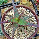 New Arrival RARE ALOE CULTIVAR FANG | exotic hybrid succulent cactus cacti seed 100 SEEDS