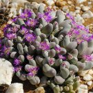 Premium Gibbaeum pubescens | rare mesembs living stones cacti ice plant seed 100 SEEDS Premium Gibbaeum pubescens | rare mesembs living stones cacti ice plant seed 100 SEEDS