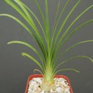 Best-Selling 2"" plant Beaucarnea Recurvata elephant foot ponytail palm pachycaul base 2"" pot Best-Selling 2"" plant Beaucarnea Recurvata elephant foot ponytail palm pachycaul base 2"" pot