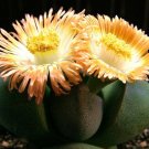 New Arrival Pleiospilos Nelii rare succulent mesembs rock living stones cactus seed 50 SEEDS