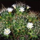 New Arrival Mammillaria decipiens pincushion flowering cacti rare cactus semi seed 100 SEEDS New Arrival Mammillaria decipiens pincushion flowering cacti rare cactus semi seed 100 SEEDS