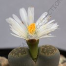 Premium RARE LITHOPS SALICOLA | exotic mesemb succulent living stone plant seed 15 SEEDS