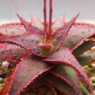 Exclusive Aloe Christmas Carol | red color hybrid succulent rare agave cacti seed 10 SEEDS Exclusive Aloe Christmas Carol | red color hybrid succulent rare agave cacti seed 10 SEEDS