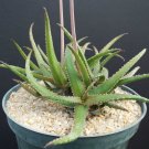 Best-Selling RARE ALOE BAKERI | cactus hybrid exotic color succulent flowering seed 10 SEEDS