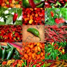 Exclusive SPICY PEPPERS MIX | edible fruits exotic vegetables mixed sweet pepper 50 seeds Exclusive SPICY PEPPERS MIX | edible fruits exotic vegetables mixed sweet pepper 50 seeds
