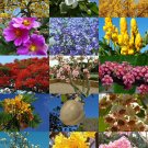 Limited Edition FLOWERING TREES MIX rare flower plant huge desert fragrant bonsai tree 100 seeds Limited Edition FLOWERING TREES MIX rare flower plant huge desert fragrant bonsai tree 100 seeds
