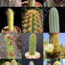 Limited Edition WEBERBAUEROCEREUS MIX, rare cactus garden OJO night cacti exotic desert 20 seeds