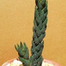Best-Selling Haworthia reinwardtii rare succulent plant exotic cactus cacti miniature aloe 4""