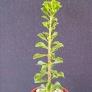 Limited Edition Pereskia portulacifolia |rare cacti plant natural bonsai caudex cactus aloe 4""