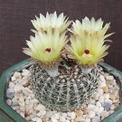 Limited Edition Notocactus veenianus parodia rare cactus cacti 20 SEEDS Limited Edition Notocactus veenianus parodia rare cactus cacti 20 SEEDS