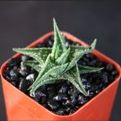 Top-Quality Aloe descoingsii exotic madagascar rare succulent cacti bonsai caudex plant 2"" Top-Quality Aloe descoingsii exotic madagascar rare succulent cacti bonsai caudex plant 2""