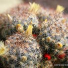 New Arrival RARE MAMMILLARIA PROLIFERA | exotic cacti pincushion cactus seed 20 SEEDS New Arrival RARE MAMMILLARIA PROLIFERA | exotic cacti pincushion cactus seed 20 SEEDS