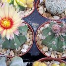 Exclusive Astrophytum Asterias niveun rare exotic hybrid cacti flowering cactus 100 SEEDS Exclusive Astrophytum Asterias niveun rare exotic hybrid cacti flowering cactus 100 SEEDS
