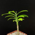 Exclusive Euphorbia Neriifolia rare exotic succulent tree cactus flowering plant 2"" pot