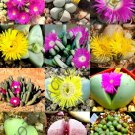 Limited Edition COLOR ARGYRODERMA MIX succulent cactus mixed living stones rocks seed 100 SEEDS