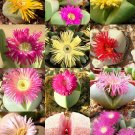 Best-Selling ARGYRODERMA MIX, succulent cactus mixed living stones rocks plant seed50 SEEDS Best-Selling ARGYRODERMA MIX, succulent cactus mixed living stones rocks plant seed50 SEEDS